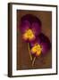 Close Up of Two Purple Mauve and Yellow Flowers of Pansy or Viola Tricolor Lying-Den Reader-Framed Photographic Print