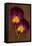 Close Up of Two Purple Mauve and Yellow Flowers of Pansy or Viola Tricolor Lying-Den Reader-Framed Stretched Canvas