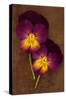 Close Up of Two Purple Mauve and Yellow Flowers of Pansy or Viola Tricolor Lying-Den Reader-Stretched Canvas