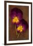 Close Up of Two Purple Mauve and Yellow Flowers of Pansy or Viola Tricolor Lying-Den Reader-Framed Photographic Print