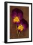 Close Up of Two Purple Mauve and Yellow Flowers of Pansy or Viola Tricolor Lying-Den Reader-Framed Premium Photographic Print