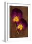 Close Up of Two Purple Mauve and Yellow Flowers of Pansy or Viola Tricolor Lying-Den Reader-Framed Premium Photographic Print