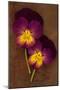 Close Up of Two Purple Mauve and Yellow Flowers of Pansy or Viola Tricolor Lying-Den Reader-Mounted Premium Photographic Print