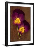 Close Up of Two Purple Mauve and Yellow Flowers of Pansy or Viola Tricolor Lying-Den Reader-Framed Photographic Print