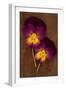 Close Up of Two Purple Mauve and Yellow Flowers of Pansy or Viola Tricolor Lying-Den Reader-Framed Photographic Print