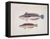Close-Up of Two Rainbow Wrasse Fish (Coris Julis)-null-Framed Stretched Canvas