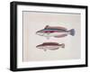 Close-Up of Two Rainbow Wrasse Fish (Coris Julis)-null-Framed Giclee Print