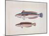 Close-Up of Two Rainbow Wrasse Fish (Coris Julis)-null-Mounted Giclee Print