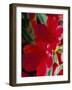 Close-Up of Two Red Rhododendron Flowers, Gros Claude, Windsor Great Park, Berkshire, England-Pearl Bucknall-Framed Photographic Print