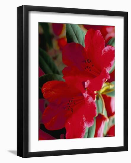Close-Up of Two Red Rhododendron Flowers, Gros Claude, Windsor Great Park, Berkshire, England-Pearl Bucknall-Framed Photographic Print