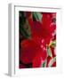 Close-Up of Two Red Rhododendron Flowers, Gros Claude, Windsor Great Park, Berkshire, England-Pearl Bucknall-Framed Photographic Print