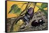 Close-Up of Two Stag Beetles (Lucanus Cervus)-null-Framed Stretched Canvas