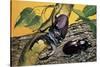 Close-Up of Two Stag Beetles (Lucanus Cervus)-null-Stretched Canvas