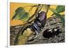 Close-Up of Two Stag Beetles (Lucanus Cervus)-null-Framed Giclee Print