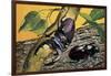 Close-Up of Two Stag Beetles (Lucanus Cervus)-null-Framed Giclee Print