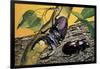 Close-Up of Two Stag Beetles (Lucanus Cervus)-null-Framed Giclee Print