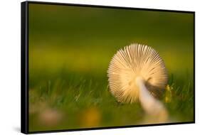 Close up of underside of a mushroom lying in grass-Paivi Vikstrom-Framed Stretched Canvas