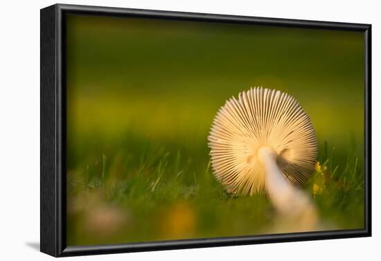 Close up of underside of a mushroom lying in grass-Paivi Vikstrom-Framed Photographic Print