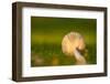 Close up of underside of a mushroom lying in grass-Paivi Vikstrom-Framed Photographic Print