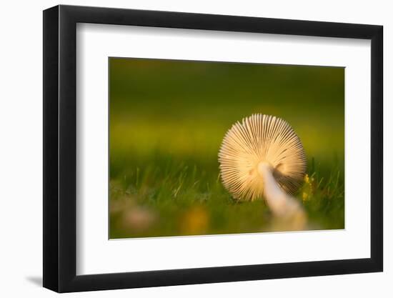 Close up of underside of a mushroom lying in grass-Paivi Vikstrom-Framed Photographic Print