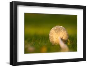 Close up of underside of a mushroom lying in grass-Paivi Vikstrom-Framed Photographic Print