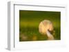 Close up of underside of a mushroom lying in grass-Paivi Vikstrom-Framed Photographic Print