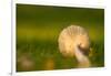 Close up of underside of a mushroom lying in grass-Paivi Vikstrom-Framed Photographic Print