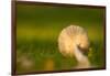 Close up of underside of a mushroom lying in grass-Paivi Vikstrom-Framed Photographic Print