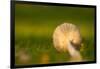 Close up of underside of a mushroom lying in grass-Paivi Vikstrom-Framed Photographic Print