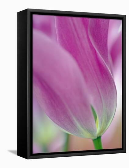 Close-up of underside of tulip flower, Kuekenhof Gardens, Lisse, Netherlands, Holland-Adam Jones-Framed Stretched Canvas