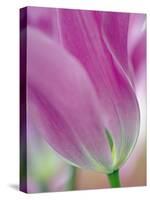 Close-up of underside of tulip flower, Kuekenhof Gardens, Lisse, Netherlands, Holland-Adam Jones-Stretched Canvas