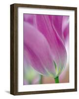 Close-up of underside of tulip flower, Kuekenhof Gardens, Lisse, Netherlands, Holland-Adam Jones-Framed Photographic Print