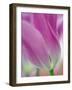 Close-up of underside of tulip flower, Kuekenhof Gardens, Lisse, Netherlands, Holland-Adam Jones-Framed Photographic Print