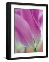 Close-up of underside of tulip flower, Kuekenhof Gardens, Lisse, Netherlands, Holland-Adam Jones-Framed Photographic Print