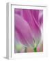 Close-up of underside of tulip flower, Kuekenhof Gardens, Lisse, Netherlands, Holland-Adam Jones-Framed Photographic Print