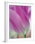 Close-up of underside of tulip flower, Kuekenhof Gardens, Lisse, Netherlands, Holland-Adam Jones-Framed Photographic Print