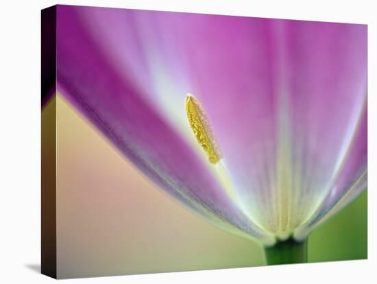 Close-up of underside of tulip flower, Kuekenhof Gardens, Lisse, Netherlands, Holland-Adam Jones-Stretched Canvas