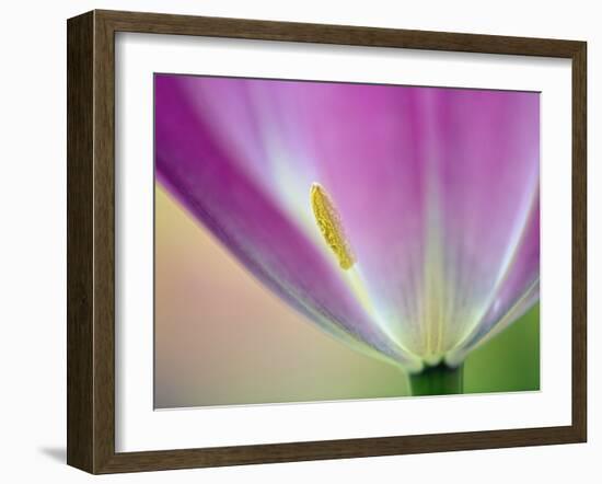 Close-up of underside of tulip flower, Kuekenhof Gardens, Lisse, Netherlands, Holland-Adam Jones-Framed Photographic Print