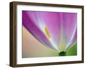 Close-up of underside of tulip flower, Kuekenhof Gardens, Lisse, Netherlands, Holland-Adam Jones-Framed Photographic Print