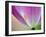 Close-up of underside of tulip flower, Kuekenhof Gardens, Lisse, Netherlands, Holland-Adam Jones-Framed Photographic Print