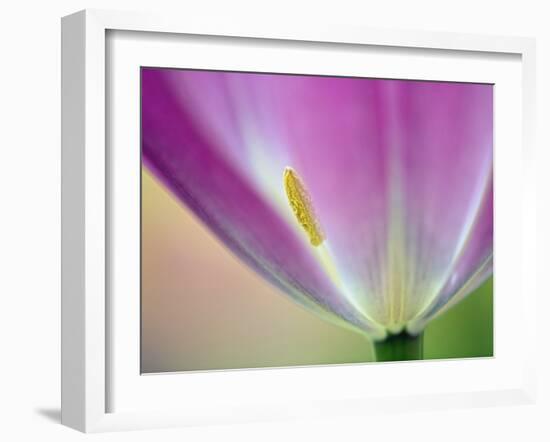 Close-up of underside of tulip flower, Kuekenhof Gardens, Lisse, Netherlands, Holland-Adam Jones-Framed Photographic Print