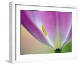 Close-up of underside of tulip flower, Kuekenhof Gardens, Lisse, Netherlands, Holland-Adam Jones-Framed Photographic Print