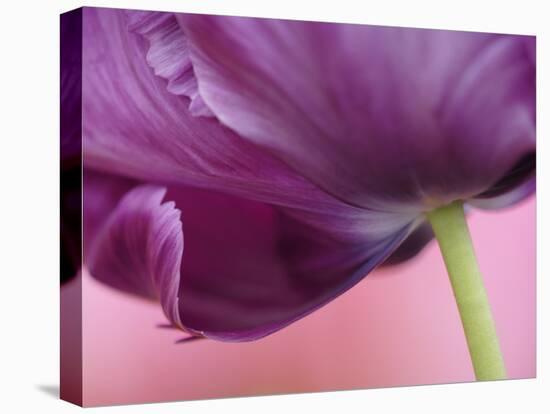 Close-up of underside of tulip flower, Kuekenhof Gardens, Lisse, Netherlands, Holland-Adam Jones-Stretched Canvas