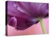 Close-up of underside of tulip flower, Kuekenhof Gardens, Lisse, Netherlands, Holland-Adam Jones-Stretched Canvas