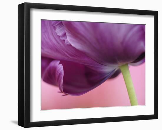 Close-up of underside of tulip flower, Kuekenhof Gardens, Lisse, Netherlands, Holland-Adam Jones-Framed Premium Photographic Print