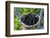 Close up of vanilla plants on a vanilla plantation (Vanilla planifolia), Ouvea, Loyalty Islands, Ne-Michael Runkel-Framed Photographic Print