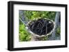 Close up of vanilla plants on a vanilla plantation (Vanilla planifolia), Ouvea, Loyalty Islands, Ne-Michael Runkel-Framed Photographic Print