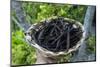 Close up of vanilla plants on a vanilla plantation (Vanilla planifolia), Ouvea, Loyalty Islands, Ne-Michael Runkel-Mounted Photographic Print