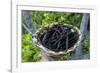 Close up of vanilla plants on a vanilla plantation (Vanilla planifolia), Ouvea, Loyalty Islands, Ne-Michael Runkel-Framed Photographic Print