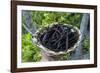 Close up of vanilla plants on a vanilla plantation (Vanilla planifolia), Ouvea, Loyalty Islands, Ne-Michael Runkel-Framed Photographic Print